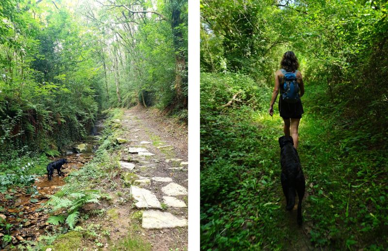 Randonnée Avec Son Chien en Aveyron