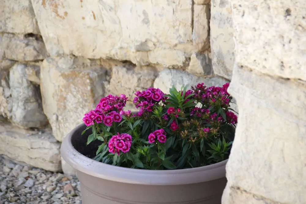 Domaine de Nougayrolles : Gîte Les Hortensias