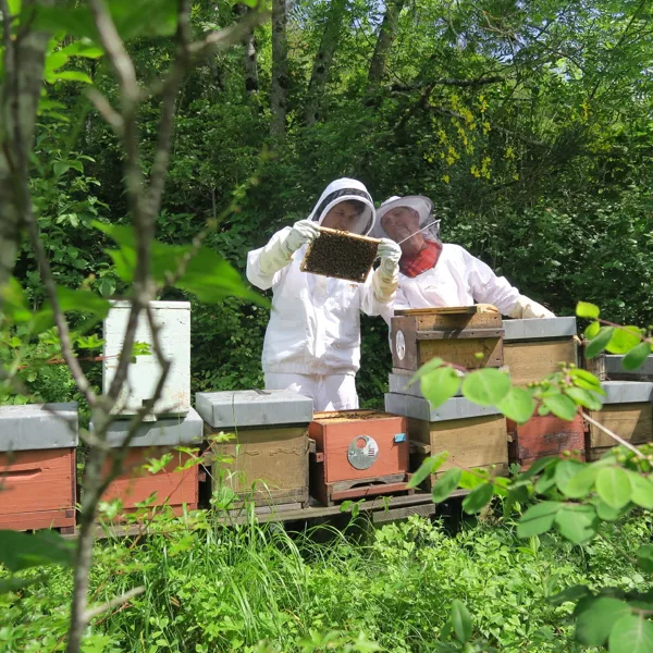 Stage Découverte de l'Apiculture