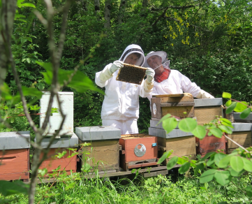 Stage Découverte de l'Apiculture