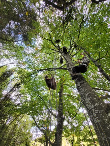 A la croisée des Arbres : Grimpe d'arbres