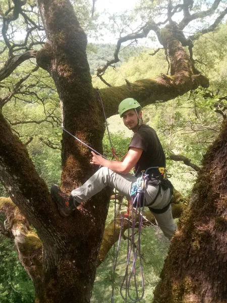 A la croisée des Arbres : Grimpe d'arbres