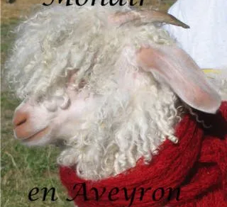 Mohair en Aveyron