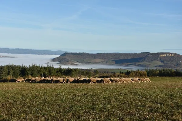 Ferme d'Alcas - visite