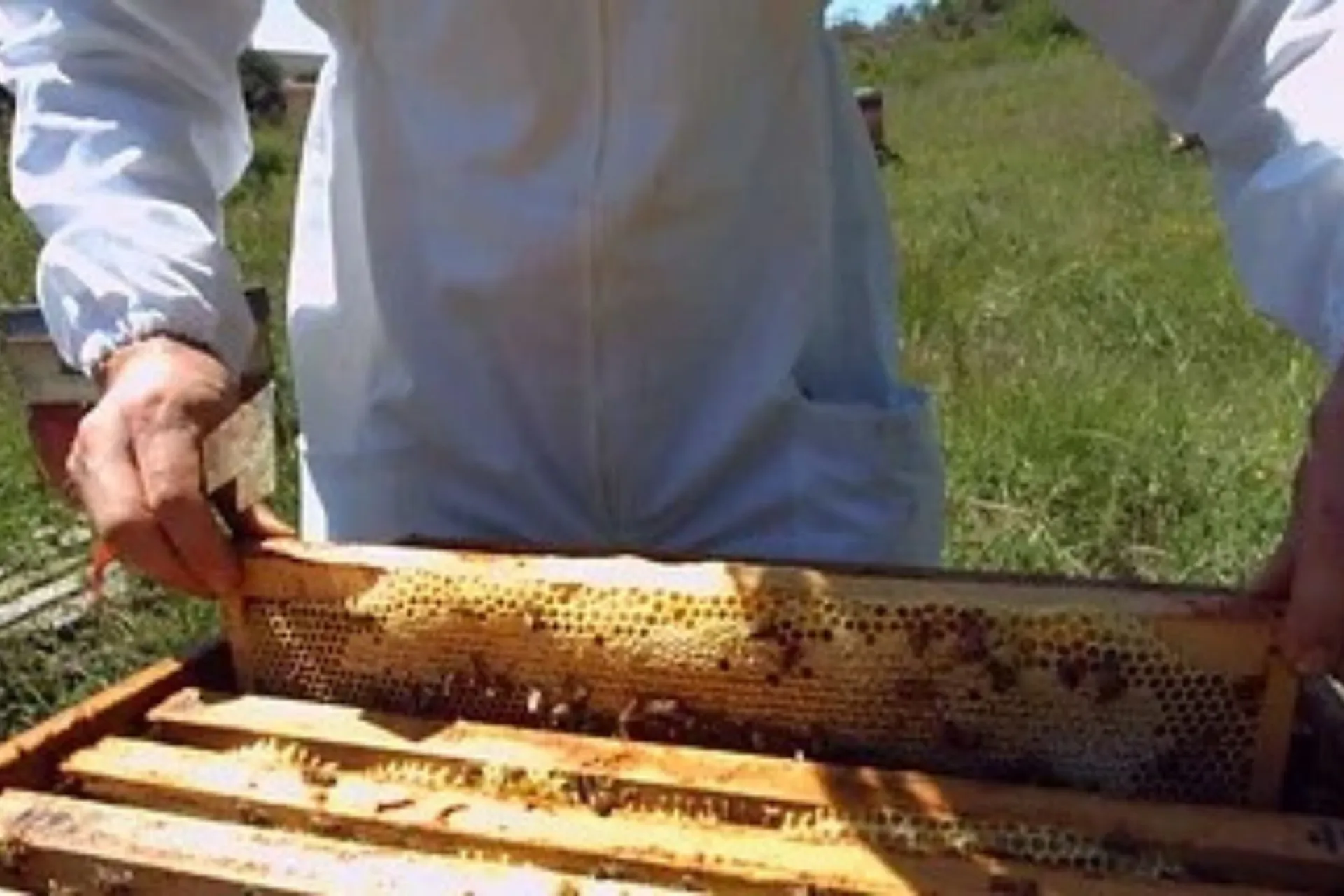 Stage apiculture "élevage de reines"