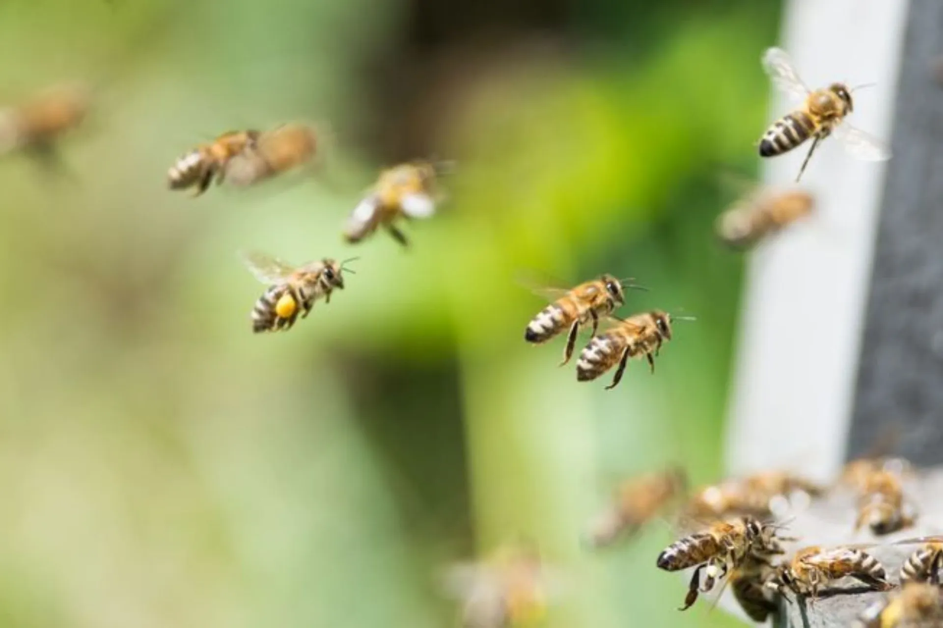 Stage apiculture "élevage de reines"