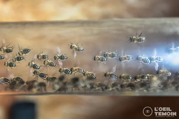 L'Arc en Miel : visite-immersion au coeur du monde des abeilles