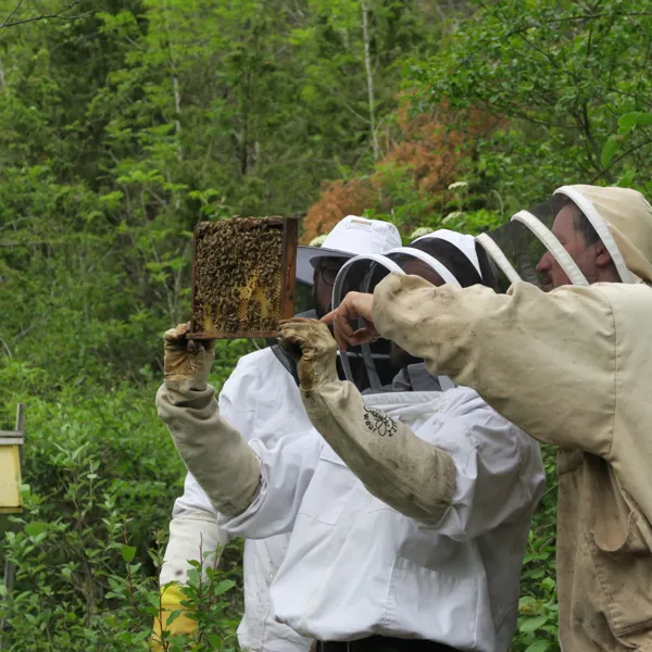 Les participants aux stage découverte apiculture pratiquent l'ouverture des ruches, guidés pas à pas par Bruno, apiculteur formateur.